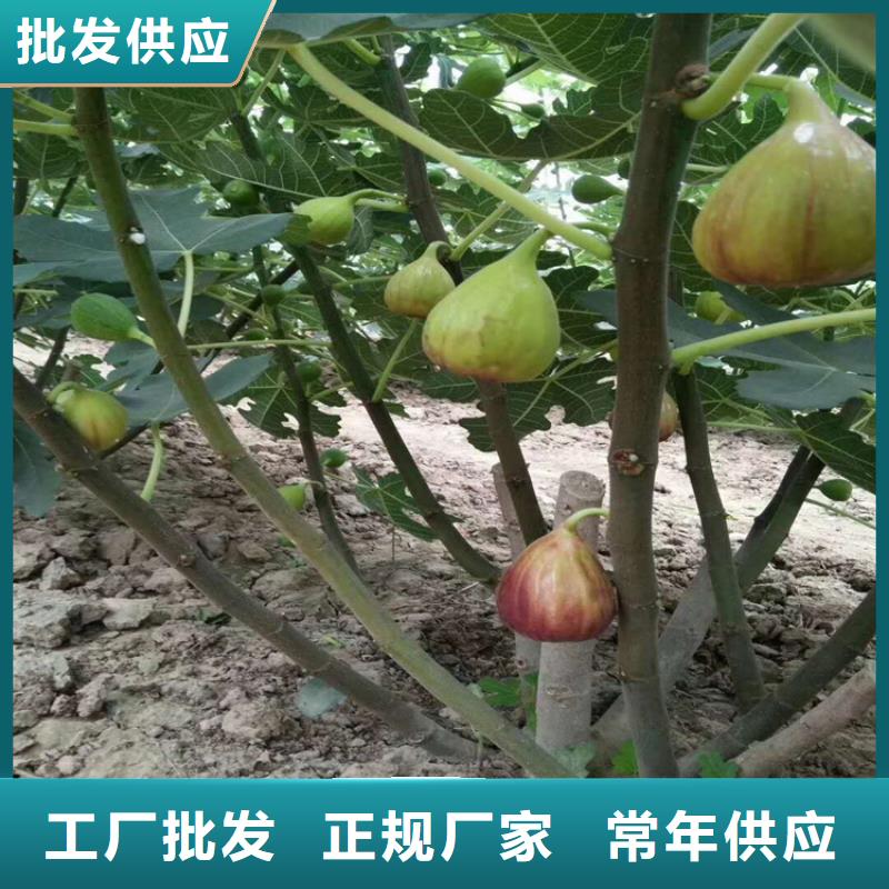 無花果-桃樹苗優(yōu)良工藝