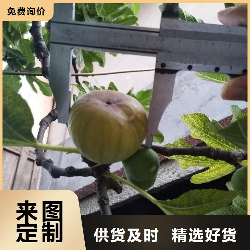 無(wú)花果_桃樹(shù)苗多種場(chǎng)景適用