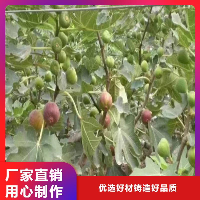 【無花果櫻桃苗設計制造銷售服務一體】