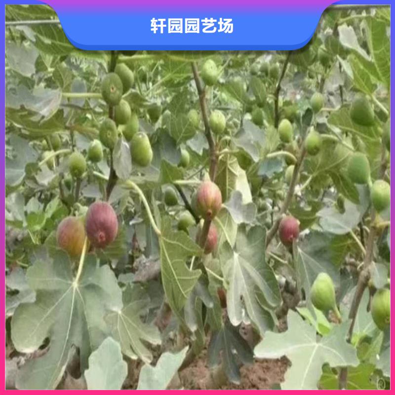 無花果西瓜苗廠家銷售