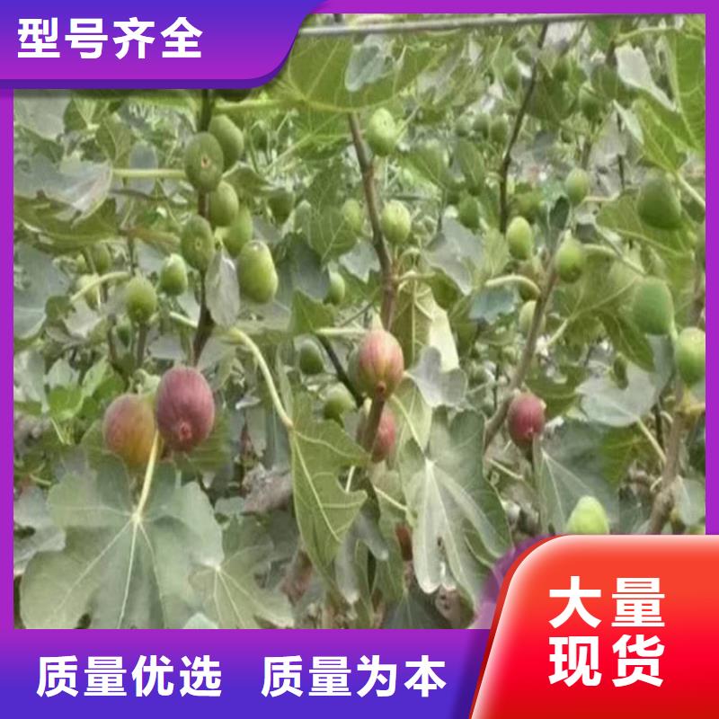 石榴树视频-石榴树-广西省贺州市八步|昭平|钦州|梧州|南宁|玉林(本土)货源