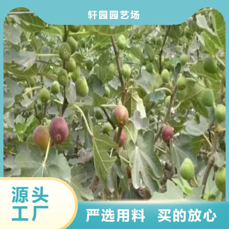 無花果,【蘋果苗】的簡單介紹