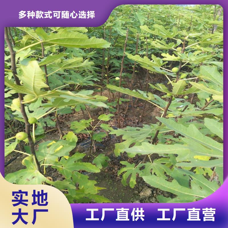 【無花果梨樹苗現貨批發】