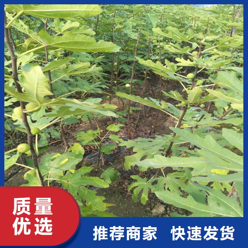 無花果,蘋果苗精心