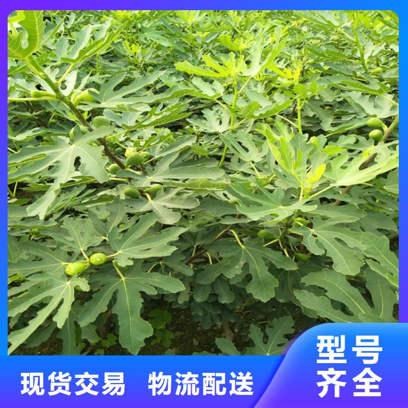 石榴树视频-石榴树-广西省贺州市八步|昭平|钦州|梧州|南宁|玉林(本土)货源
