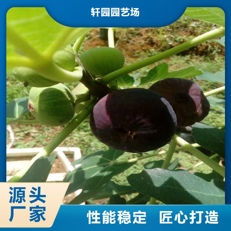 無花果西瓜苗廠家銷售