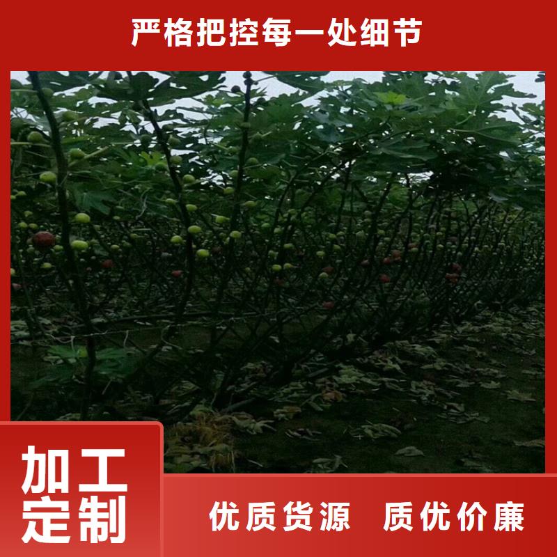 【 无花果-奶油草莓实拍品质保障】轩园石榴树