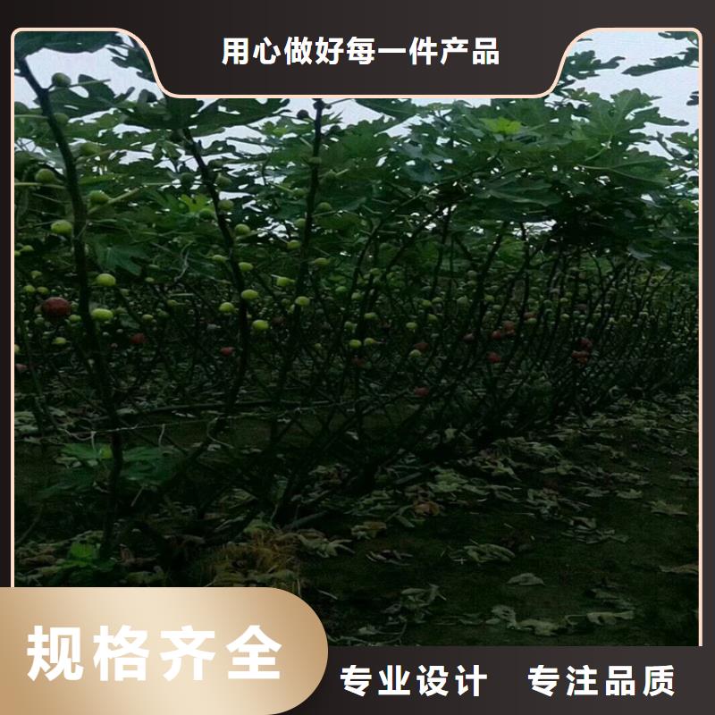 【無花果櫻桃苗常年出售】