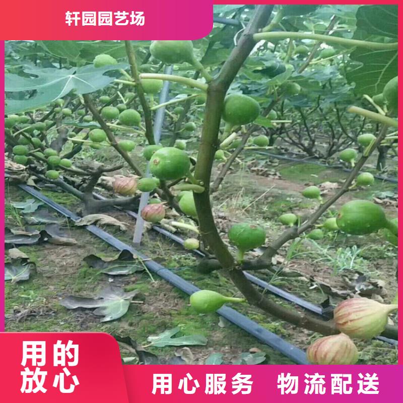 无花果苹果苗商家