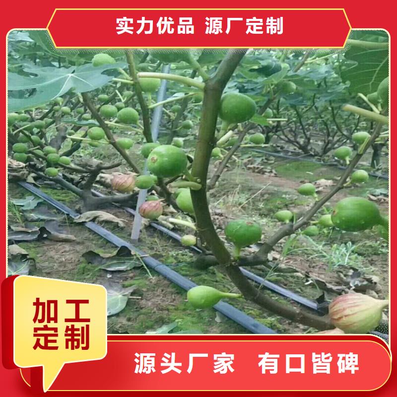布蘭瑞克無花果苗大棚種植/軒園園藝場