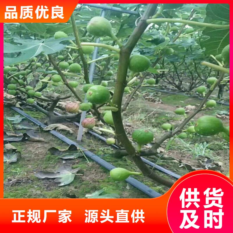 石榴树视频-石榴树-广西省贺州市八步|昭平|钦州|梧州|南宁|玉林(本土)货源
