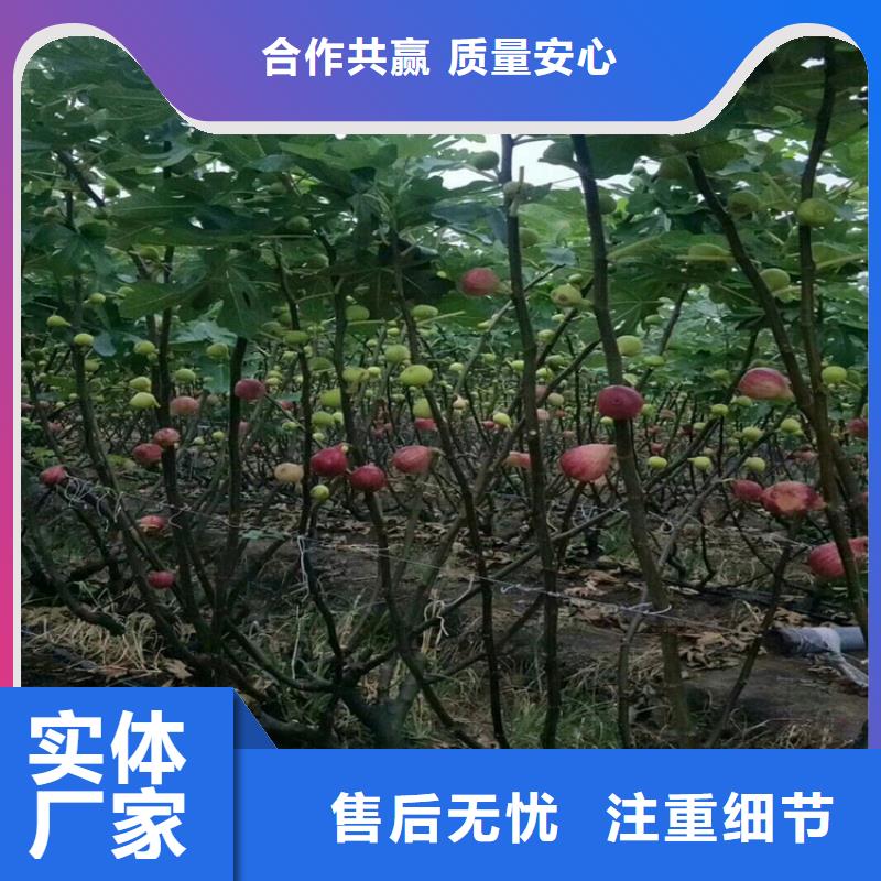 無花果西瓜苗廠家銷售
