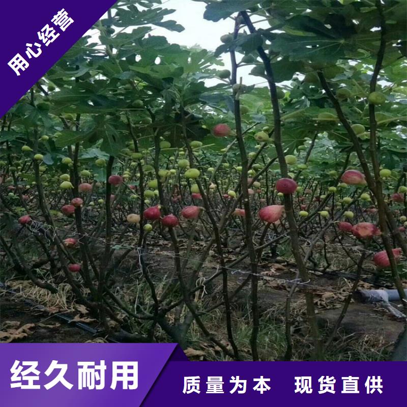 無花果西瓜苗廠家銷售