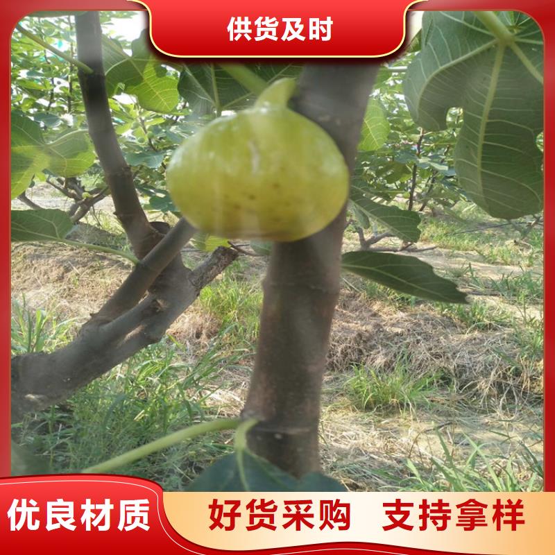 【無花果,櫻桃苗可接急單】