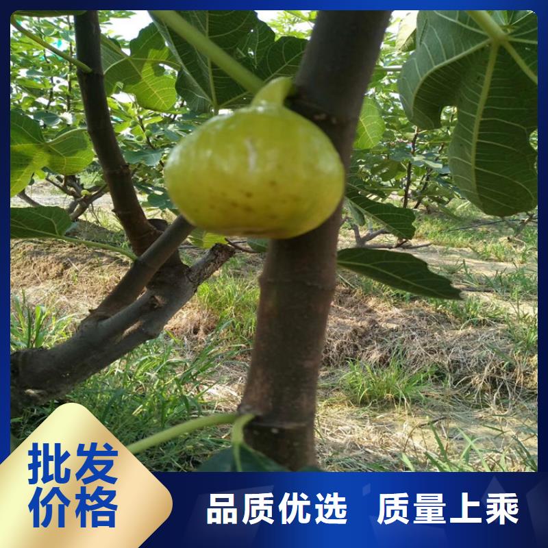 无花果梨树苗品质保障售后无忧