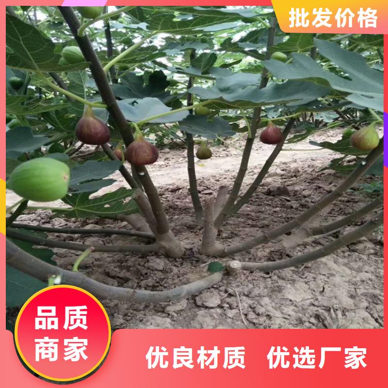 无花果苹果苗商家