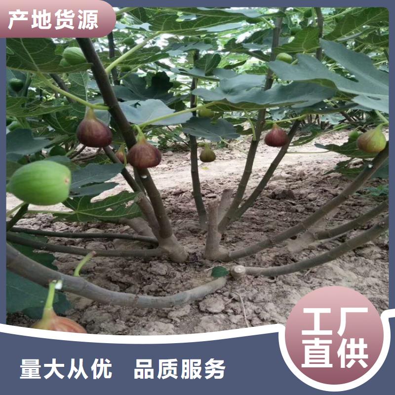 紫果無(wú)花果苗栽培/軒園園藝場(chǎng)