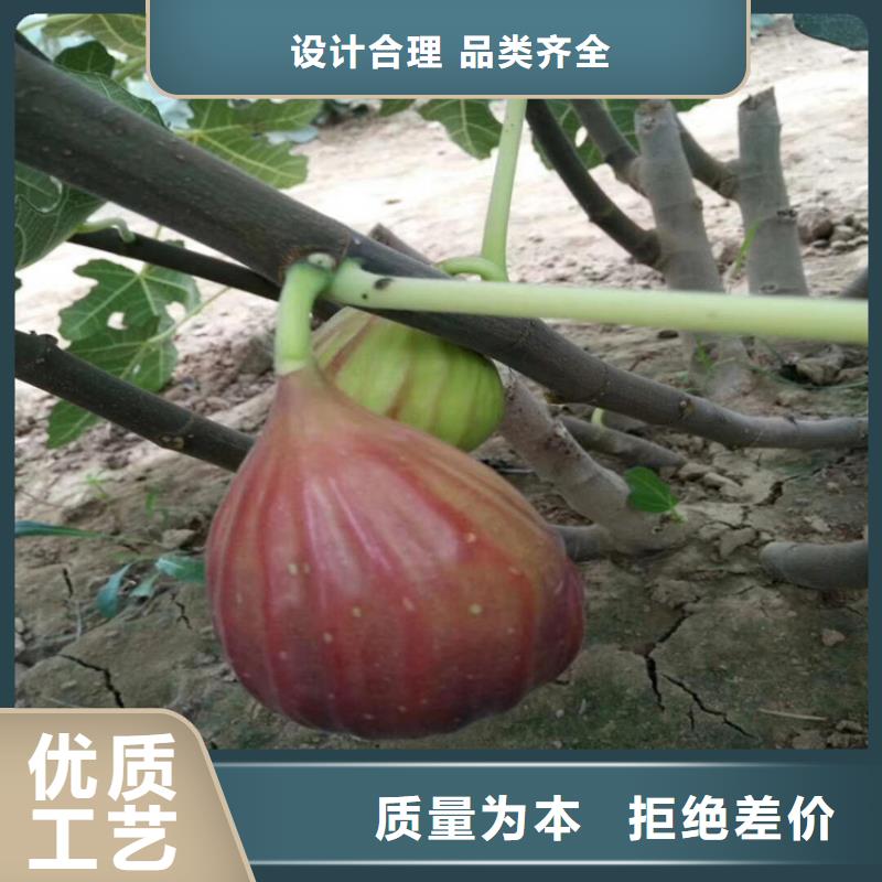 無花果樹苗新奇品種