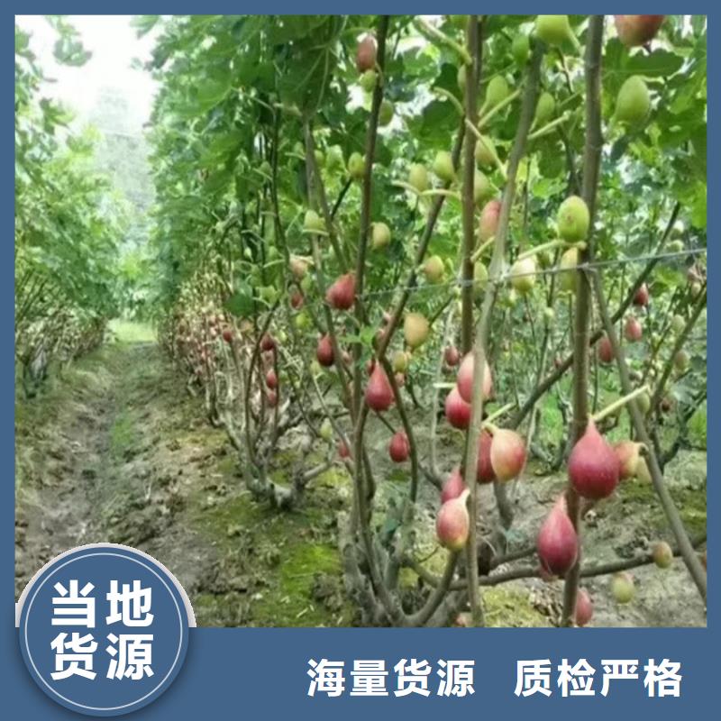 無花果蘋果苗商家