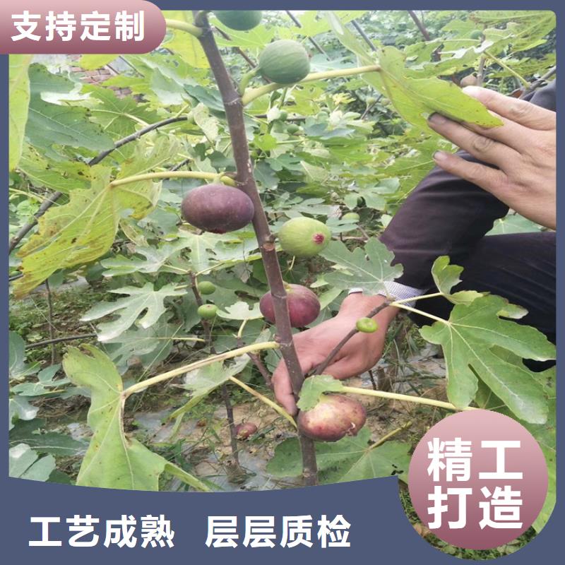 【無花果,櫻桃苗可接急單】