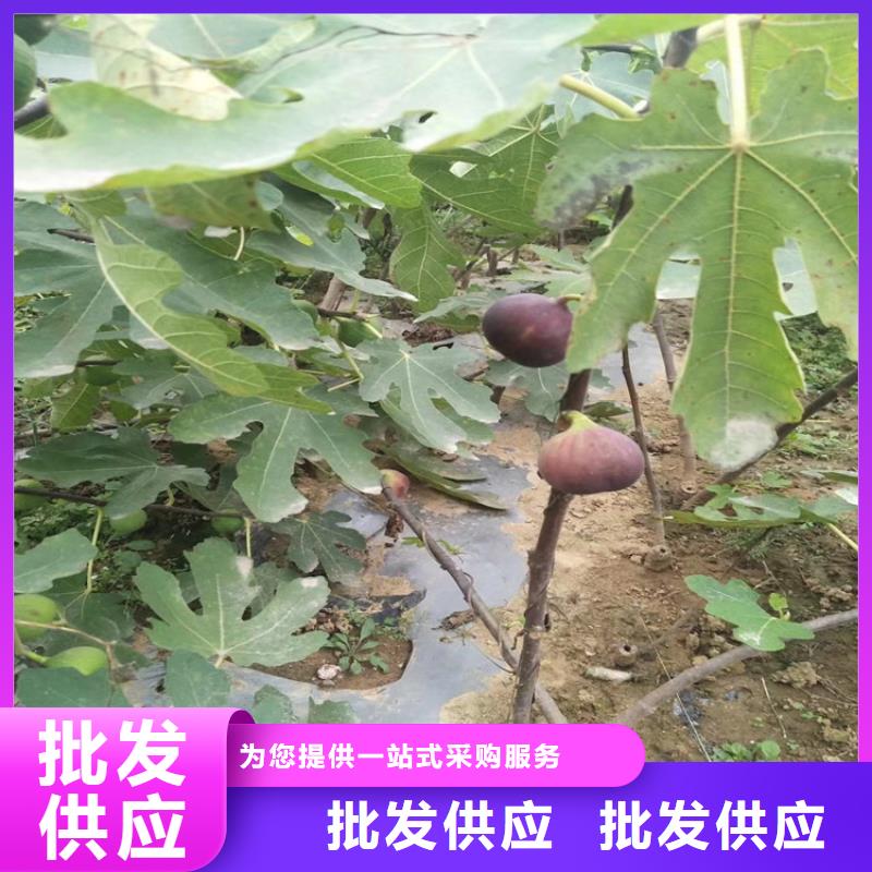 無花果,蘋果苗精心