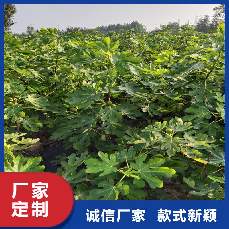 無(wú)花果_桃樹(shù)苗多種場(chǎng)景適用