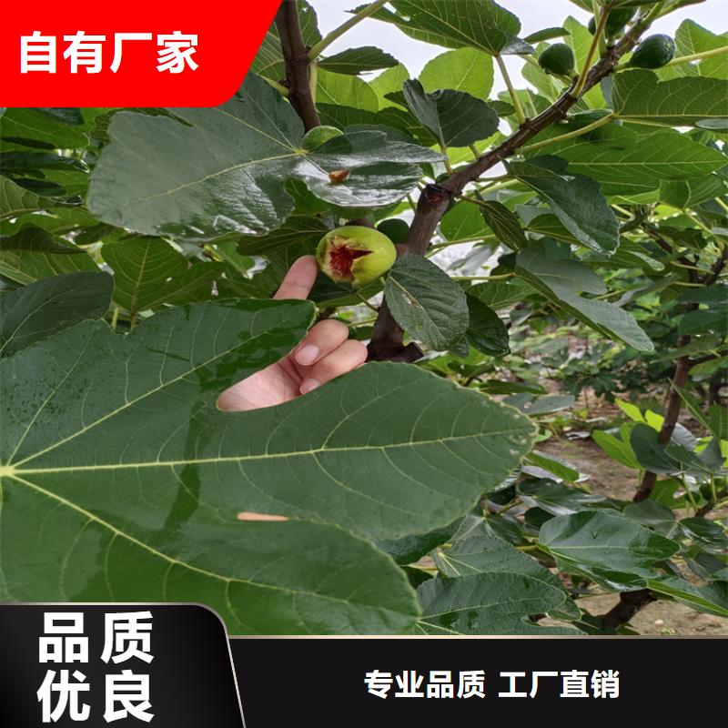 無花果樹苗新奇品種