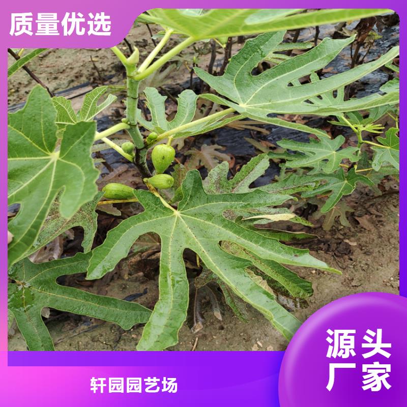 【無花果櫻桃苗設計制造銷售服務一體】