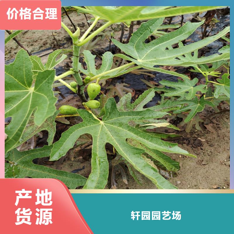 無花果櫻桃苗嚴格把關質量放心