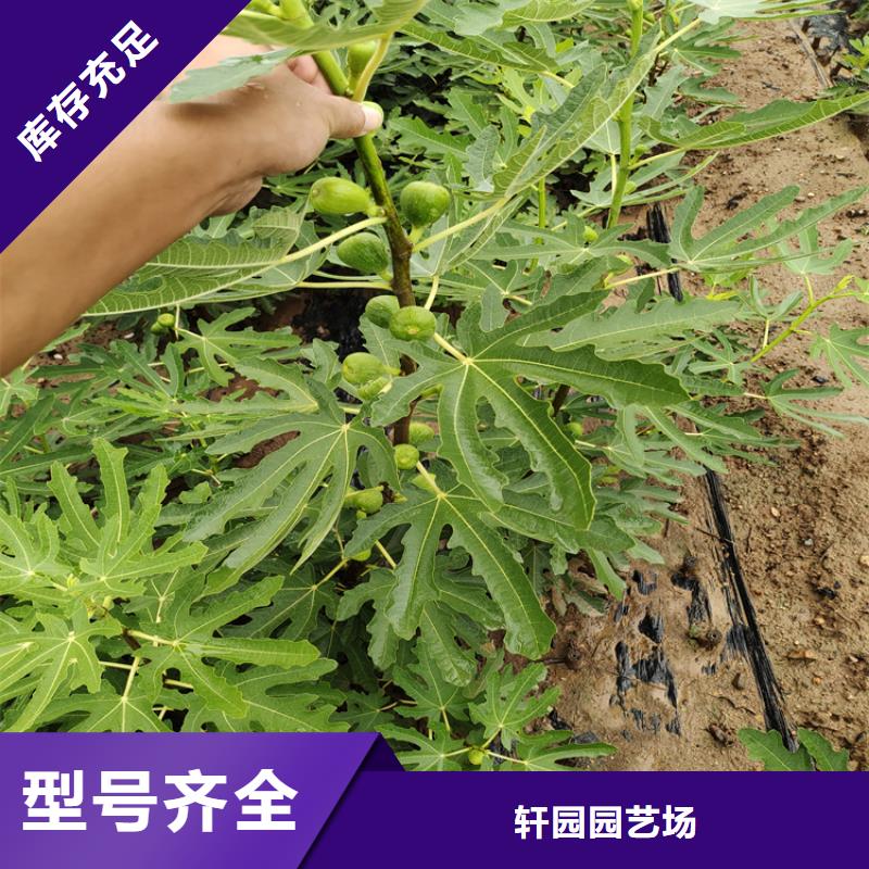 【無花果櫻桃苗常年出售】