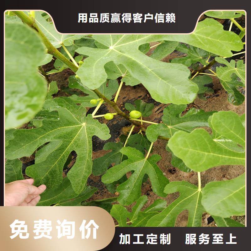 無花果草莓苗認準大品牌廠家
