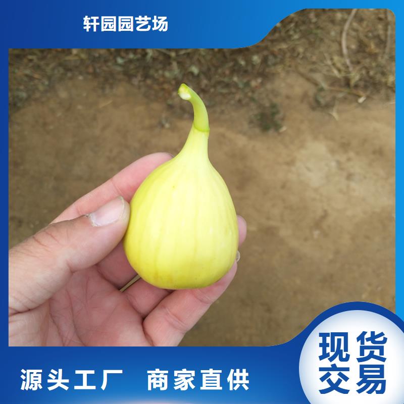 無花果西瓜苗廠家銷售