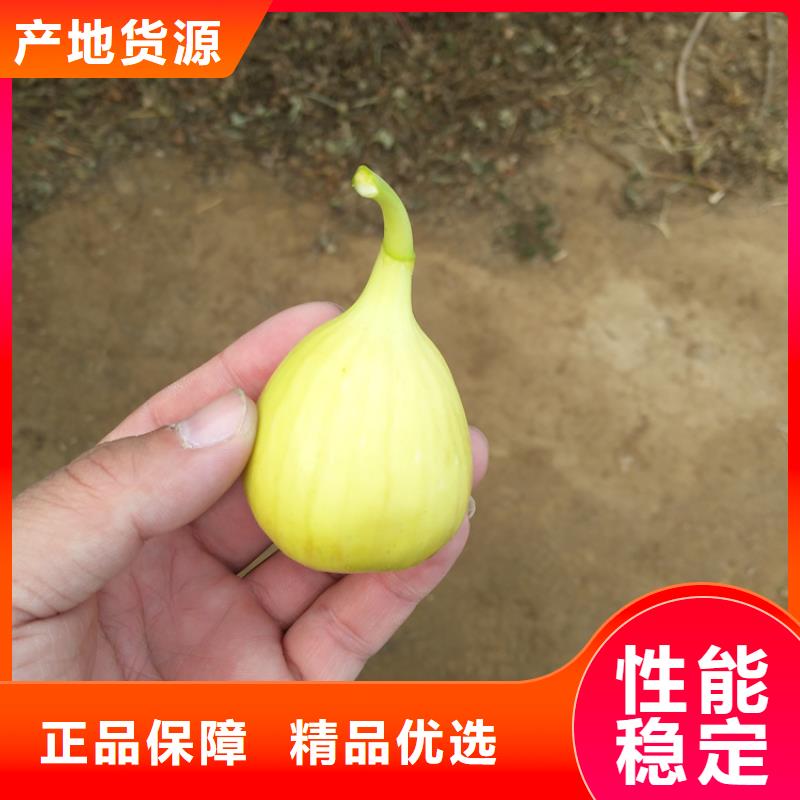 【無花果梨樹苗現貨批發】