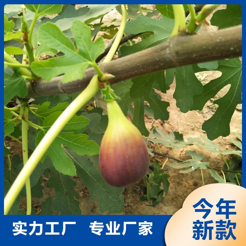 【 无花果-奶油草莓实拍品质保障】轩园石榴树