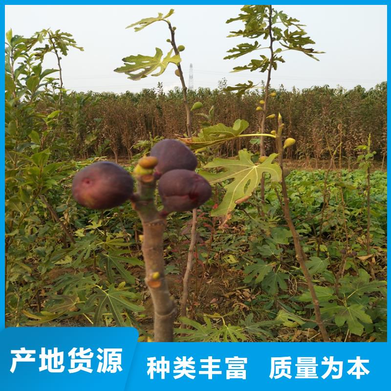 無花果西瓜苗廠家銷售