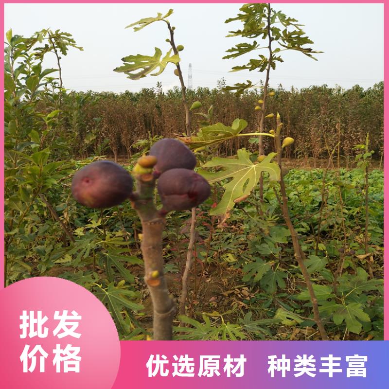 無花果西瓜苗廠家銷售