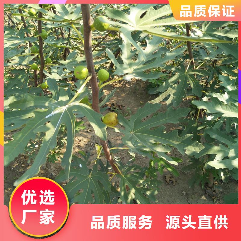 【无花果樱桃苗设计制造销售服务一体】