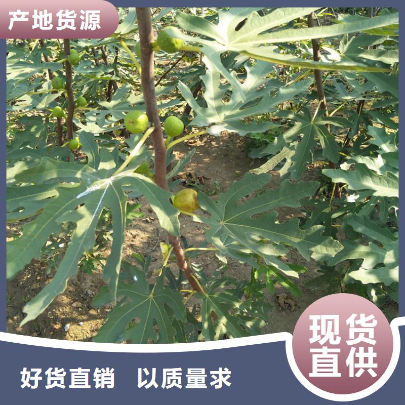 無花果蘋果苗商家