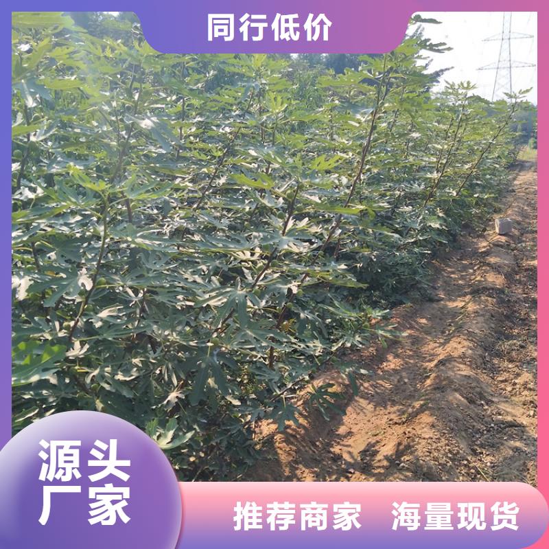 【無花果櫻桃苗常年出售】