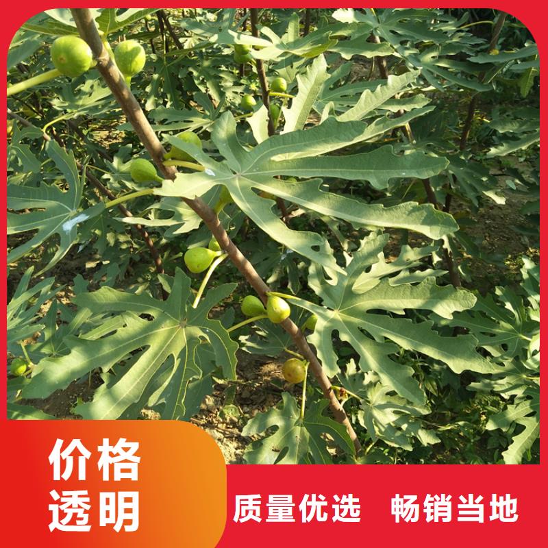 無花果,【蘋果苗】的簡單介紹