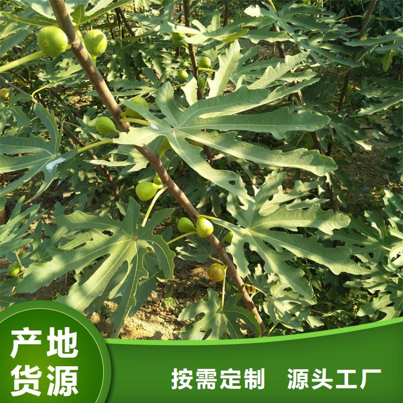 【無花果梨樹苗現貨批發】
