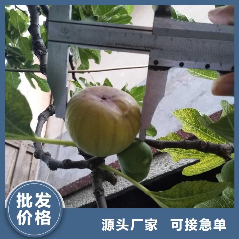 【无花果-奶油草莓供应采购】