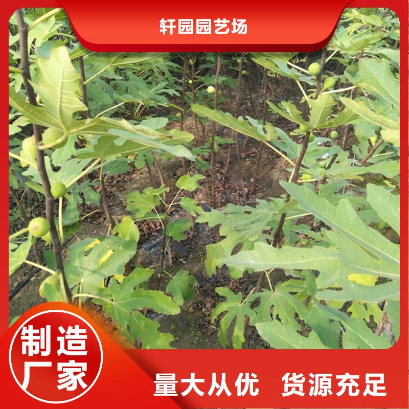 紫果無花果苗一畝地栽多少棵/軒園園藝場