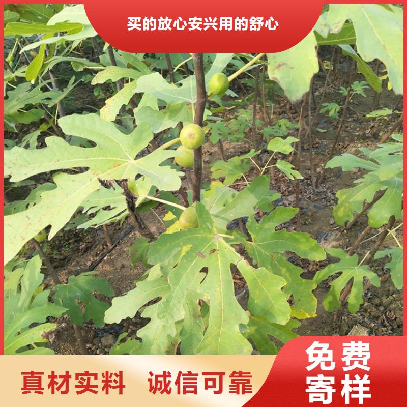 無花果蘋果苗商家