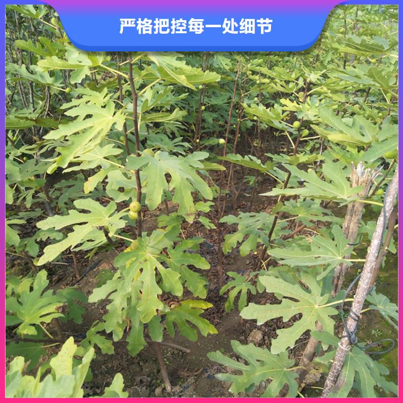 紫果無(wú)花果苗栽培/軒園園藝場(chǎng)