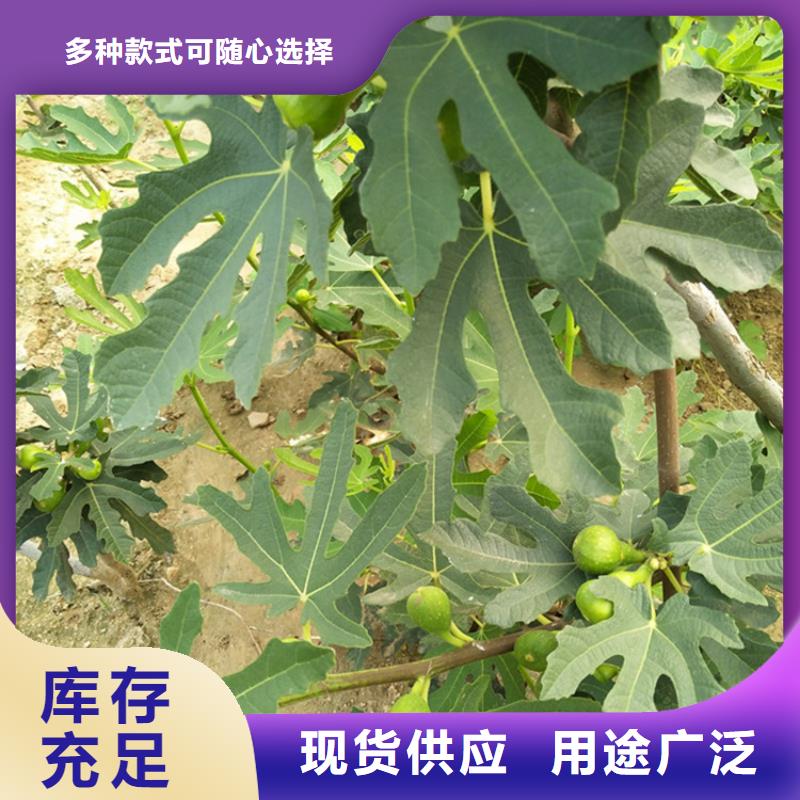 无花果樱桃苗以质量求生存