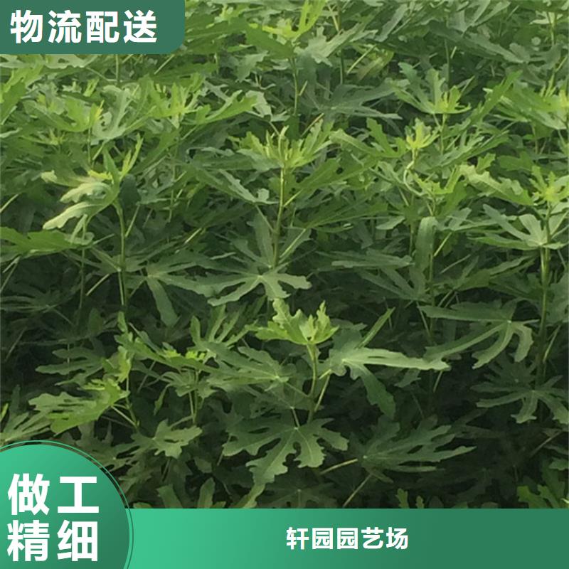 【無花果梨樹苗現貨批發】