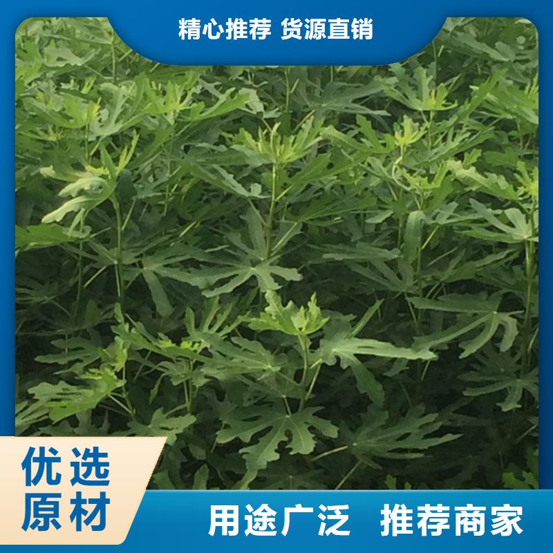 【無花果櫻桃苗常年出售】