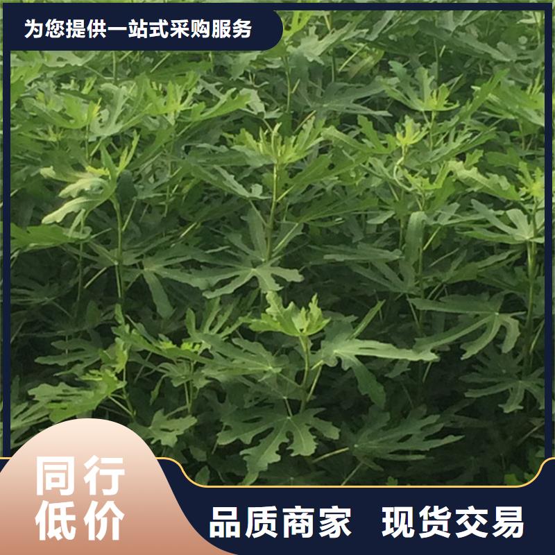 石榴树视频-石榴树|贺州市|昭平|钟山|贵港|河池|柳州|北海