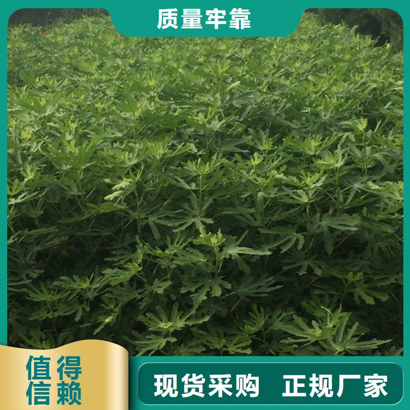 【無花果櫻桃苗常年出售】